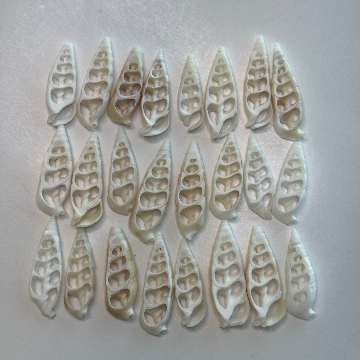 Center-cut Cerithium Vertagus crafting shells, slender elongated white & off-white crafting shells