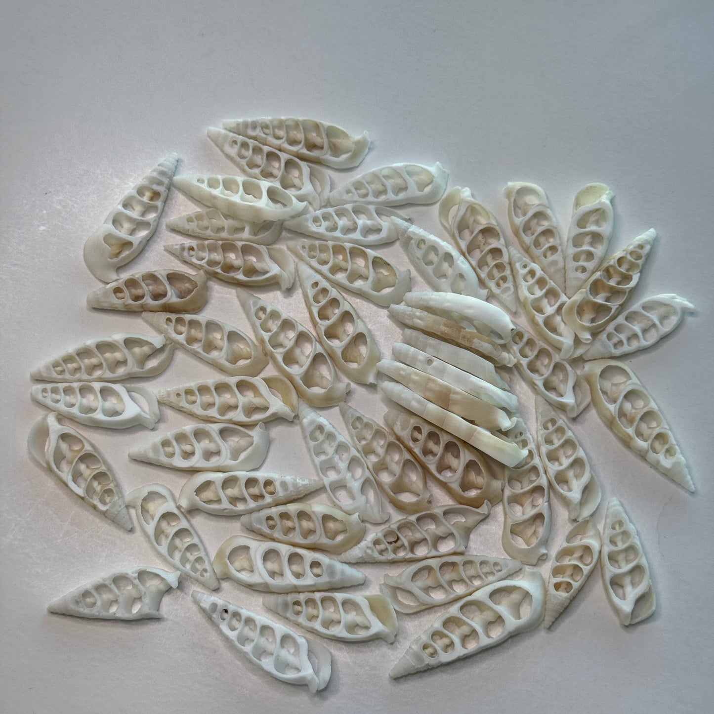 Center-cut Cerithium Vertagus crafting shells, slender elongated white & off-white crafting shells