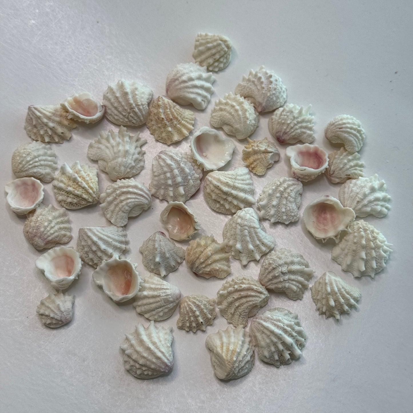 Small Florida Spiny Jewelboxes, predominantly white shells, textured, spiny small  shells for crafts, Seashells