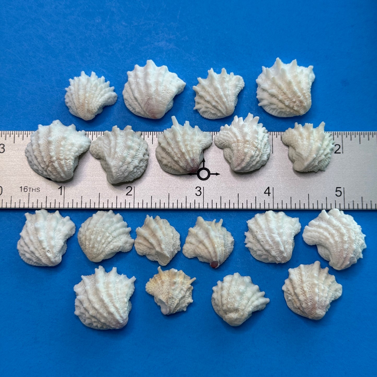 Small Florida Spiny Jewelboxes, predominantly white shells, textured, spiny small  shells for crafts, Seashells