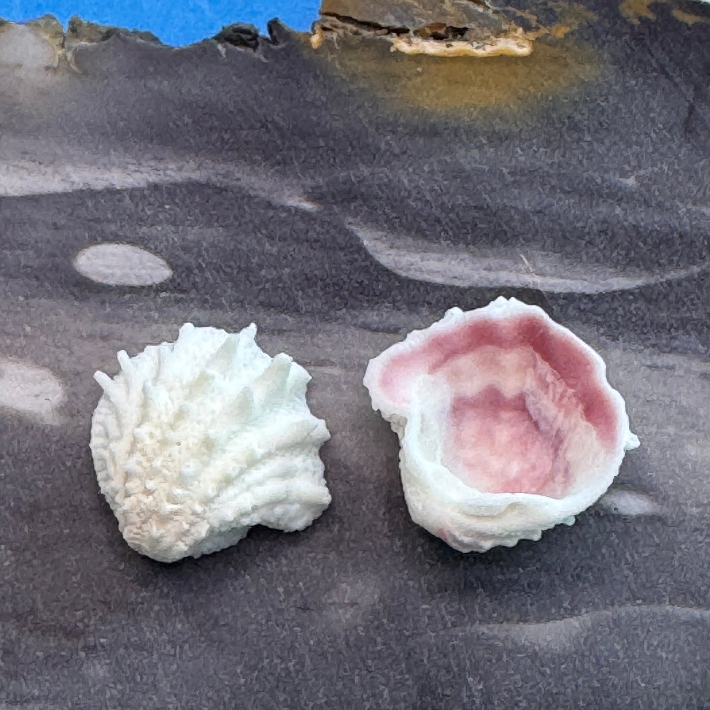 Small Florida Spiny Jewelboxes, predominantly white shells, textured, spiny small  shells for crafts, Seashells