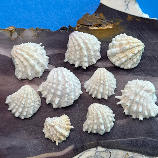 Small Florida Spiny Jewelboxes, predominantly white shells, textured, spiny small  shells for crafts, Seashells