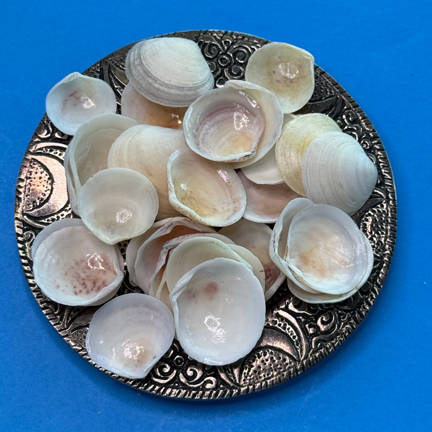 Semeles, white Atlantic Semele, (Semele proficua), up to 1.25", crafting shells, Seahells