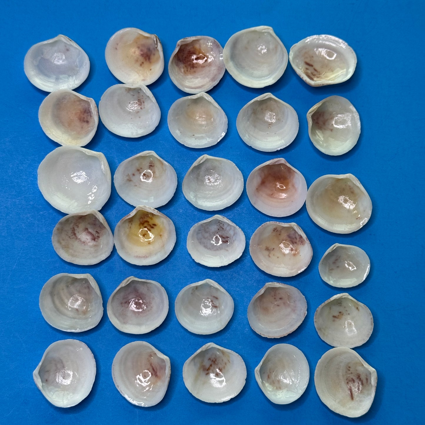 Semeles, white Atlantic Semele, (Semele proficua), up to 1.25", crafting shells, Seahells