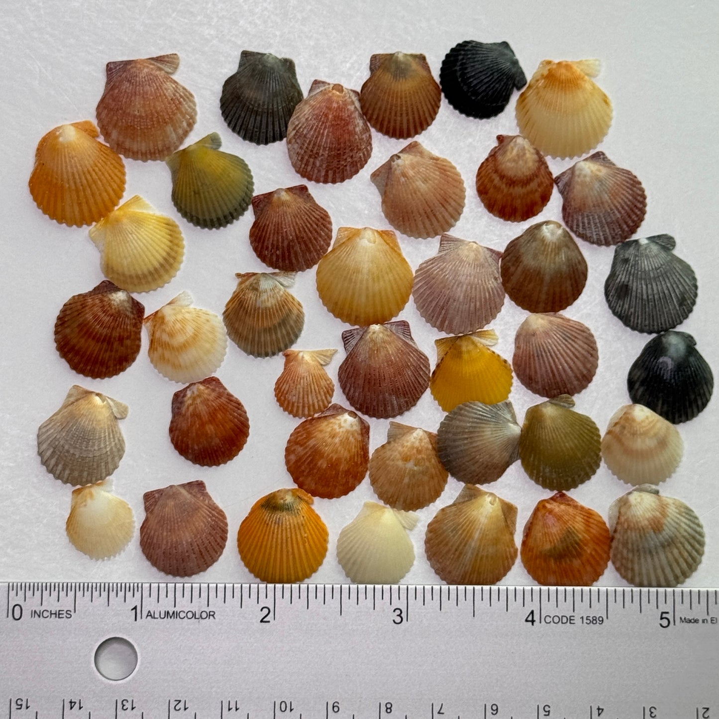 Miniature  Bay Scallops (1/2-3/4"), Atlantic Bay Scallops, small scallops for jewelry making and fine crafts