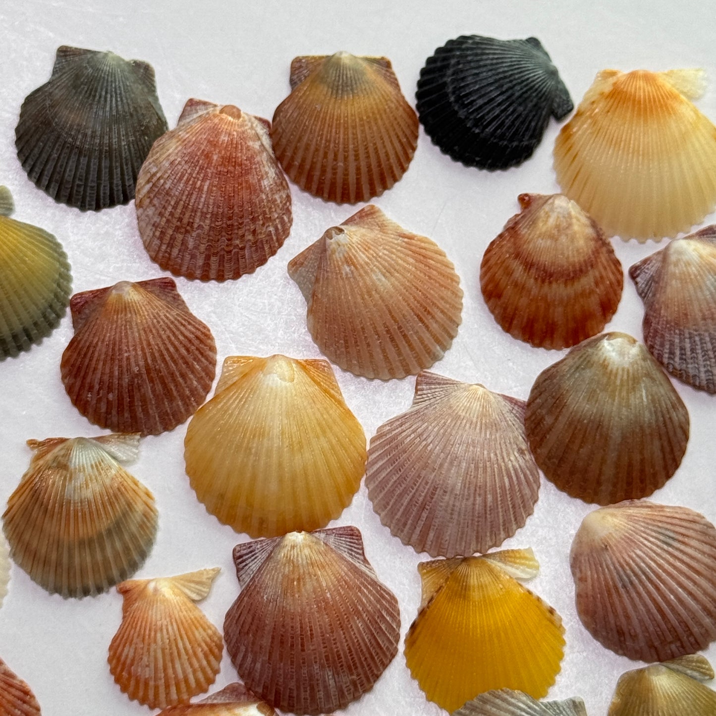 Miniature  Bay Scallops (1/2-3/4"), Atlantic Bay Scallops, small scallops for jewelry making and fine crafts