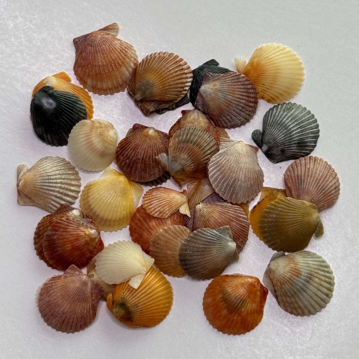 Miniature  Bay Scallops (1/2-3/4"), Atlantic Bay Scallops, small scallops for jewelry making and fine crafts