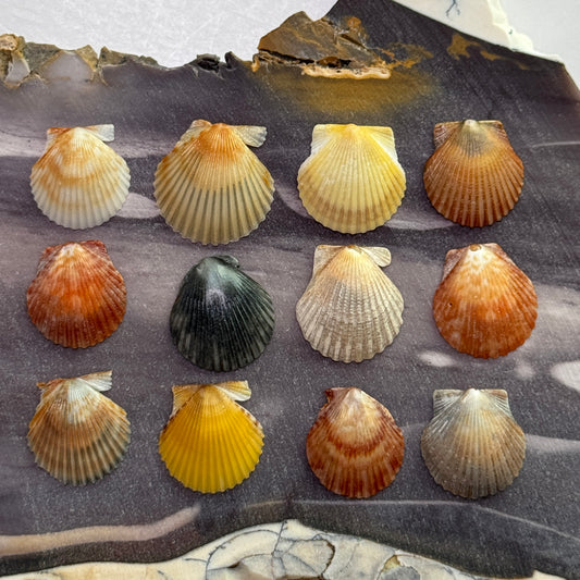 Miniature  Bay Scallops (1/2-3/4"), Atlantic Bay Scallops, small scallops for jewelry making and fine crafts