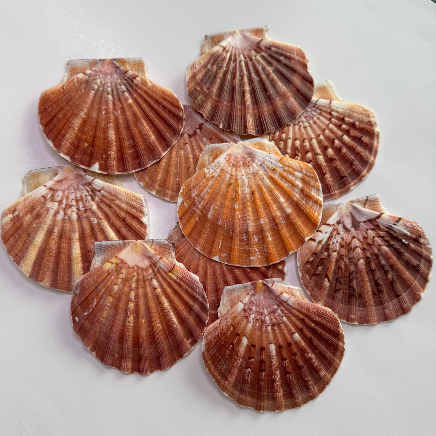 3-4" Irish Flats, Irish scallops, large scallop shells, king scallop, beach decor, large crafting shells