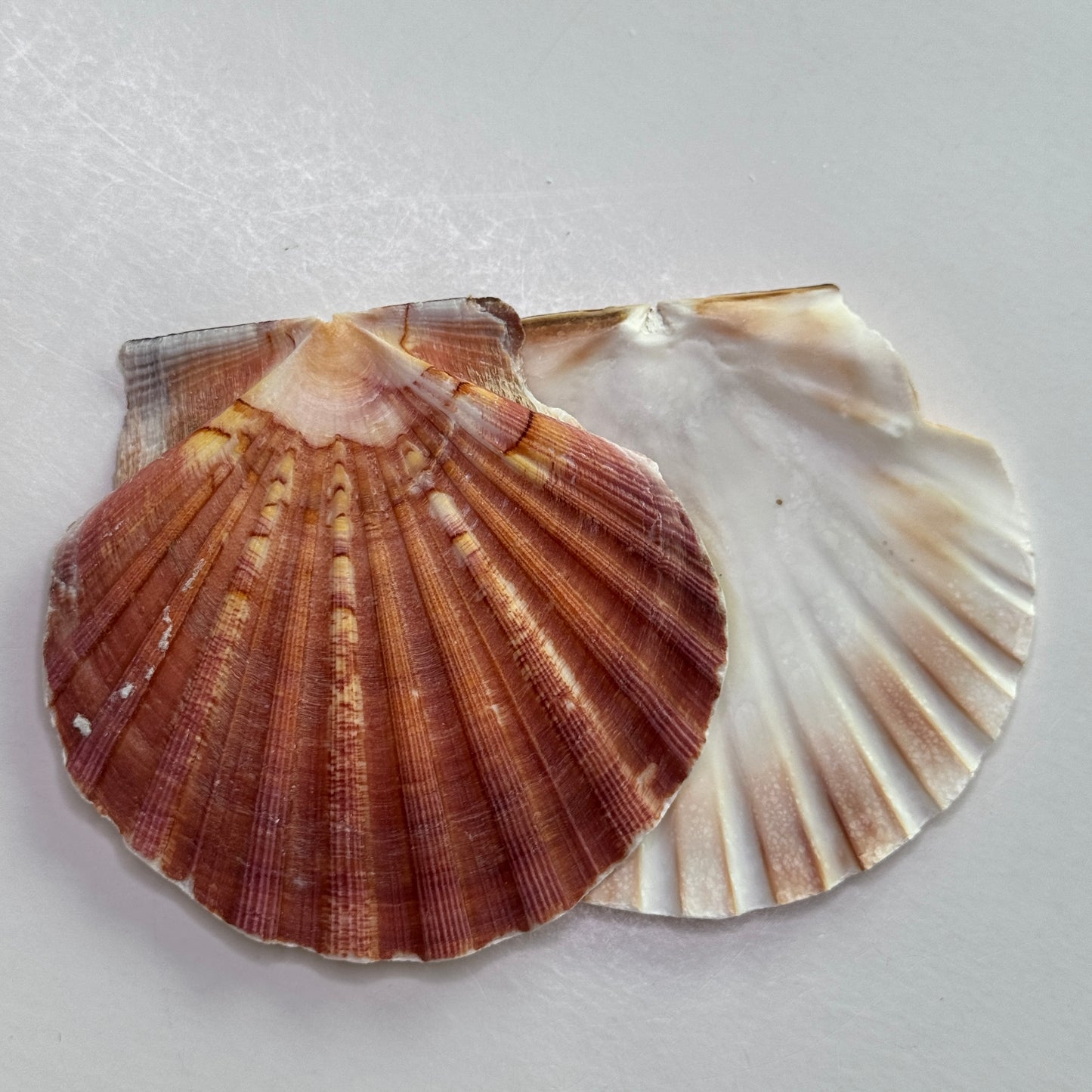 3-4" Irish Flats, Irish scallops, large scallop shells, king scallop, beach decor, large crafting shells