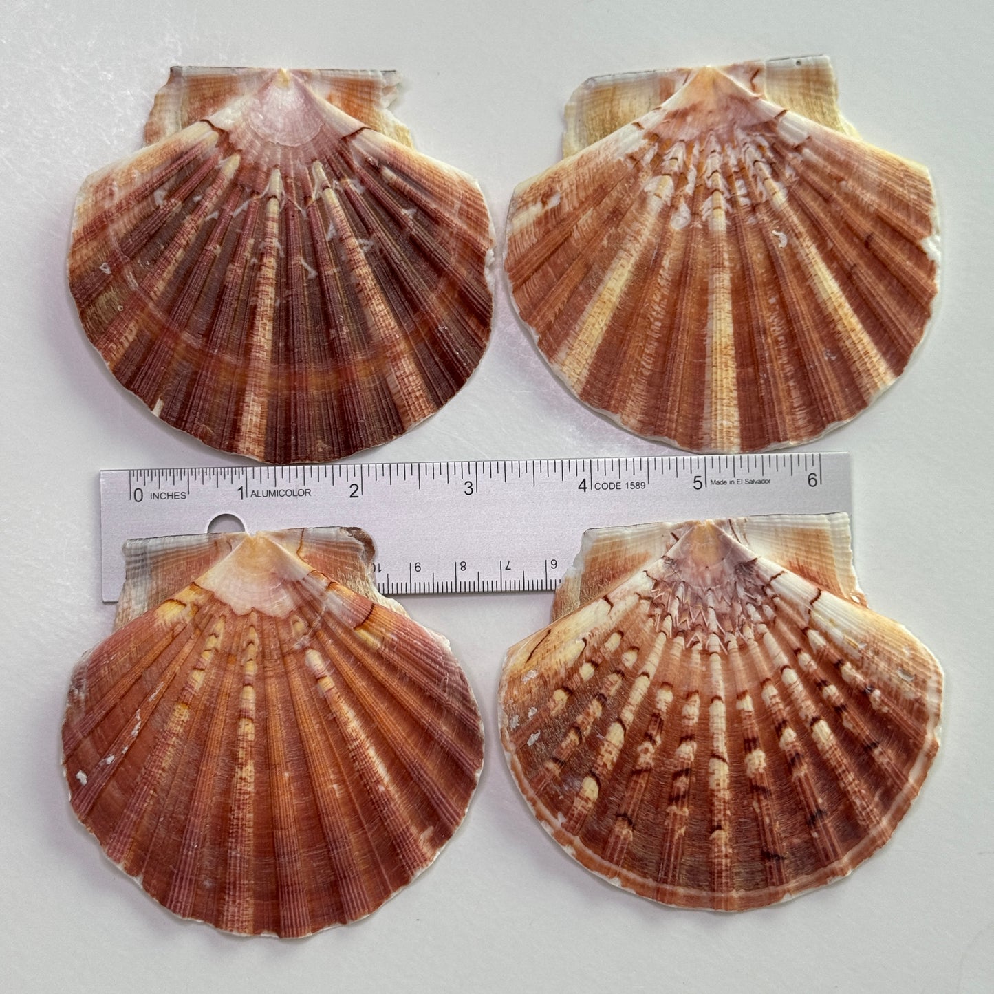 3-4" Irish Flats, Irish scallops, large scallop shells, king scallop, beach decor, large crafting shells