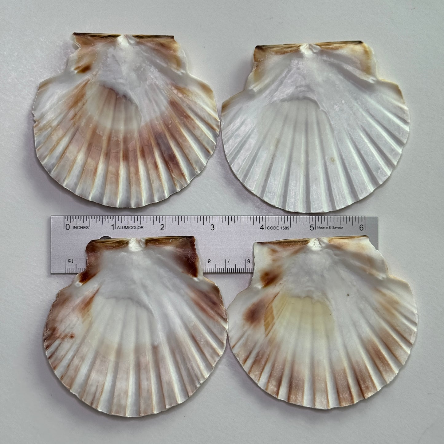 3-4" Irish Flats, Irish scallops, large scallop shells, king scallop, beach decor, large crafting shells