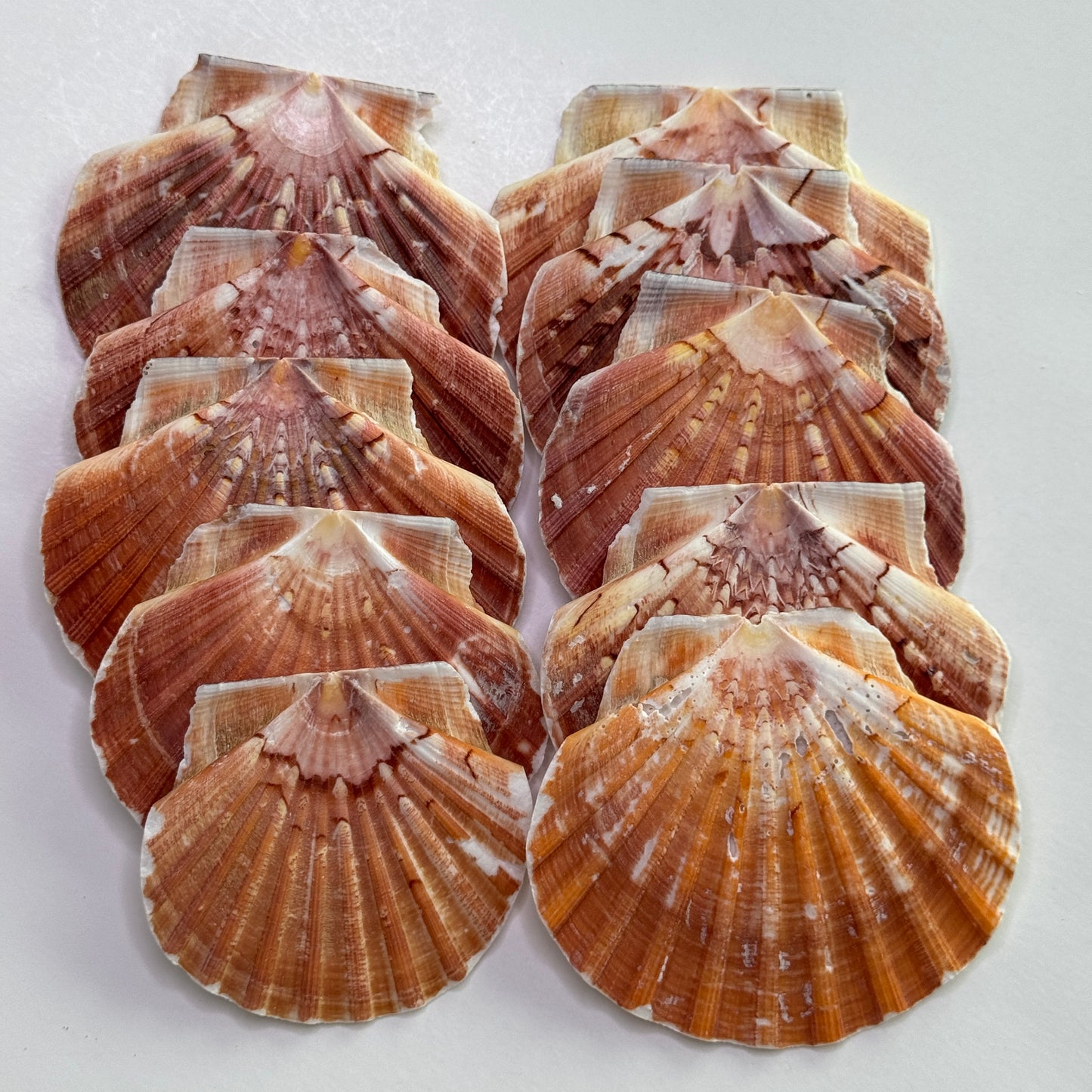 3-4" Irish Flats, Irish scallops, large scallop shells, king scallop, beach decor, large crafting shells