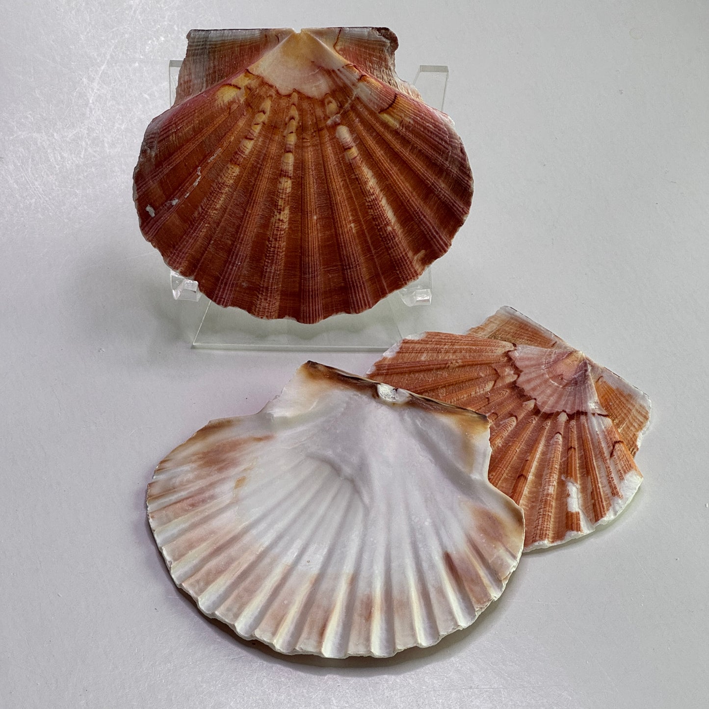 3-4" Irish Flats, Irish scallops, large scallop shells, king scallop, beach decor, large crafting shells