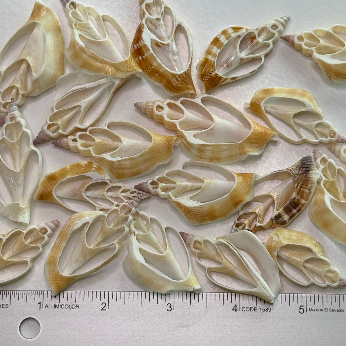 Center cut Strombus Vittatus crafting shells, attractive tan & brown coloring, spindle-shaped cut shells