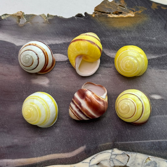 Yellow Land Snails, banded yellow shells, lemon snail, brown lipped snail, lightweight shells for crafts