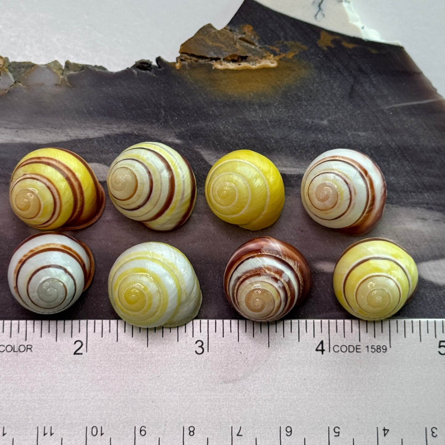 Yellow Land Snails, banded yellow shells, lemon snail, brown lipped snail, lightweight shells for crafts