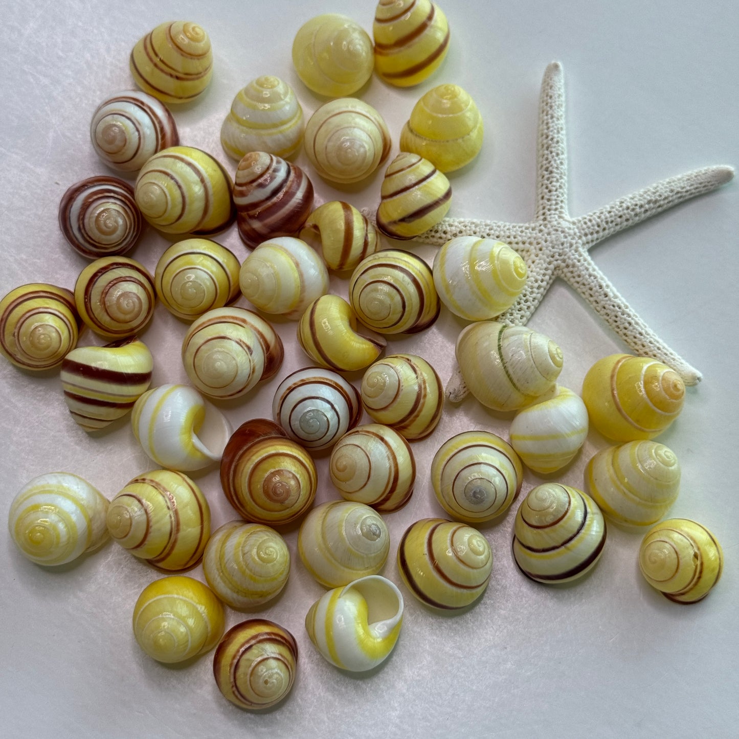 Yellow Land Snails, banded yellow shells, lemon snail, brown lipped snail, lightweight shells for crafts