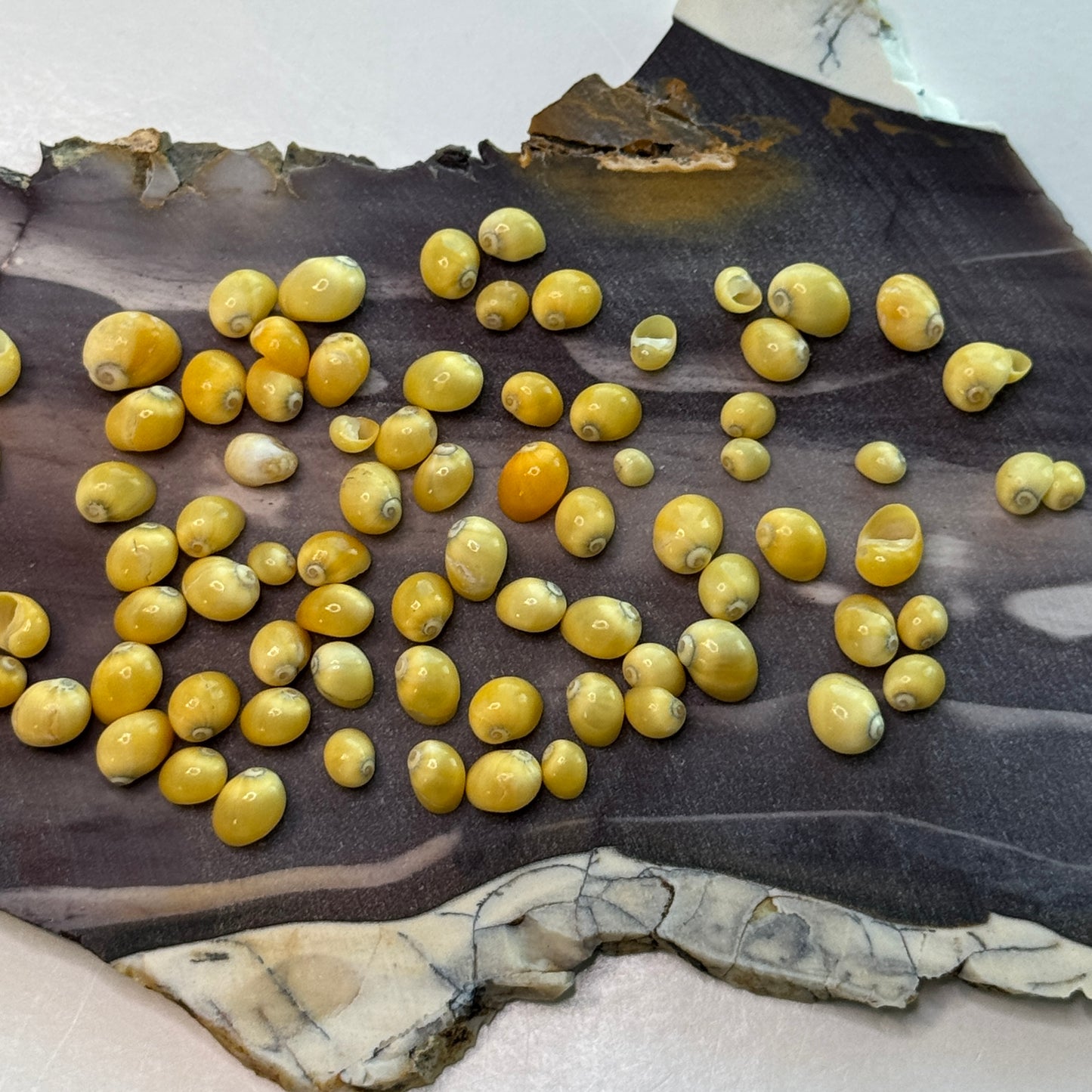 Smaradia Rangiana, yellow nerite, tiny vibrant shells for fine crafts, tiny Seashells,