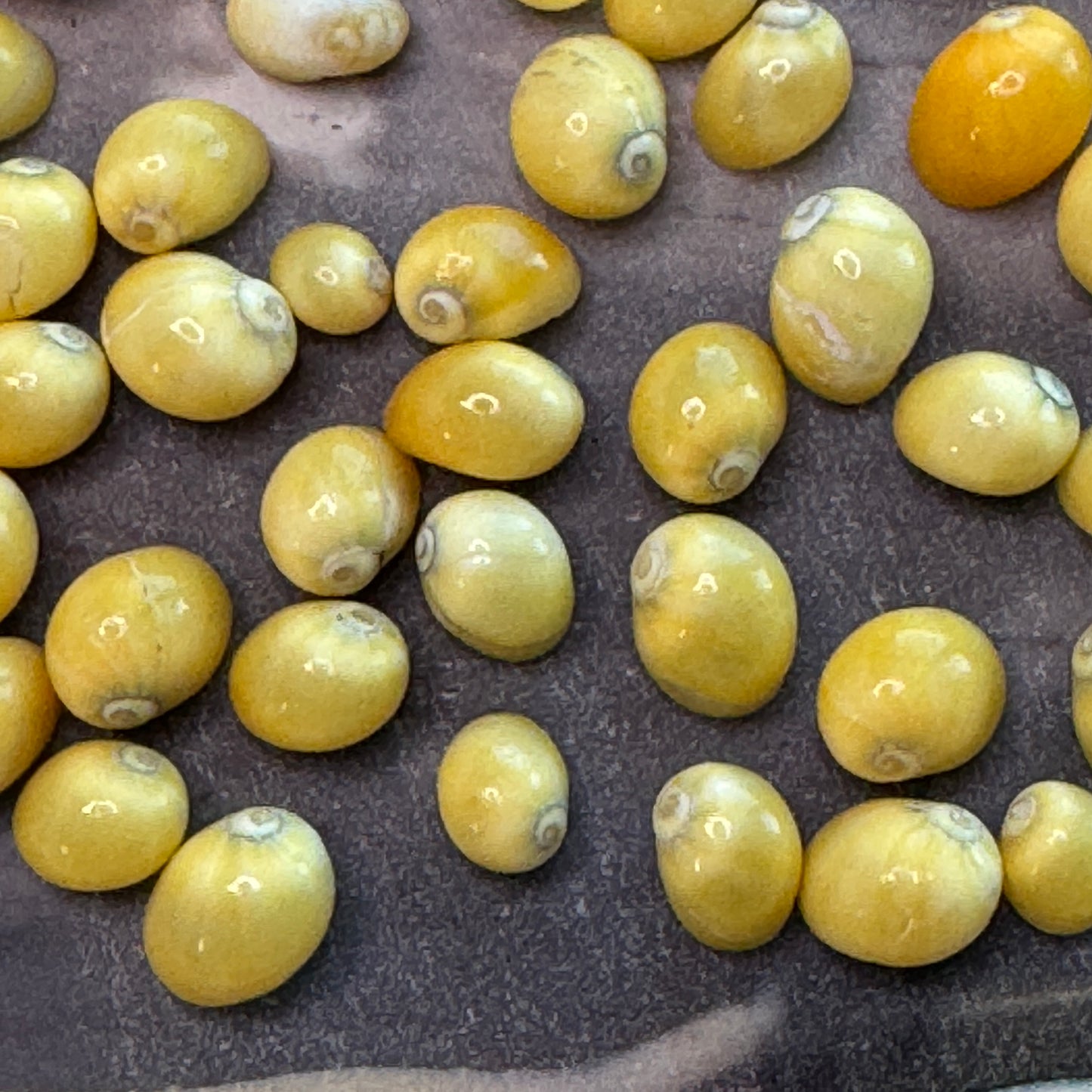 Smaradia Rangiana, yellow nerite, tiny vibrant shells for fine crafts, tiny Seashells,