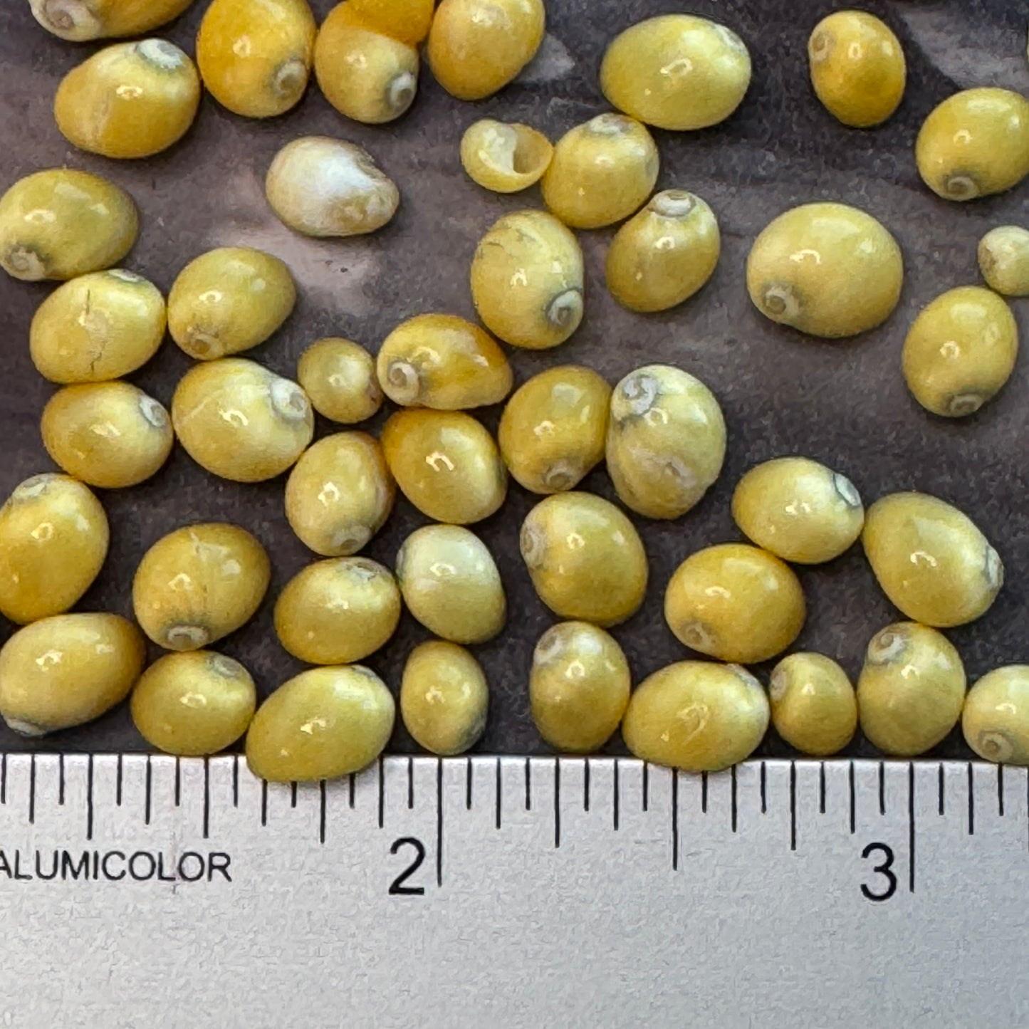 Smaradia Rangiana, yellow nerite, tiny vibrant shells for fine crafts, tiny Seashells,