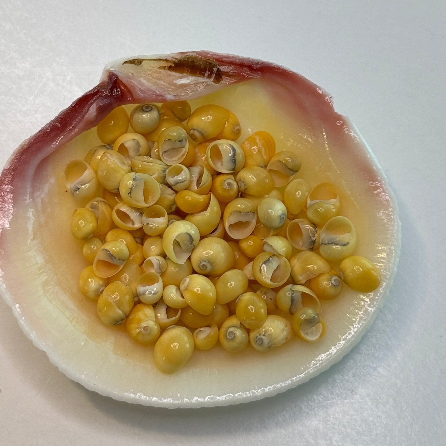 Smaradia Rangiana, yellow nerite, tiny vibrant shells for fine crafts, tiny Seashells,