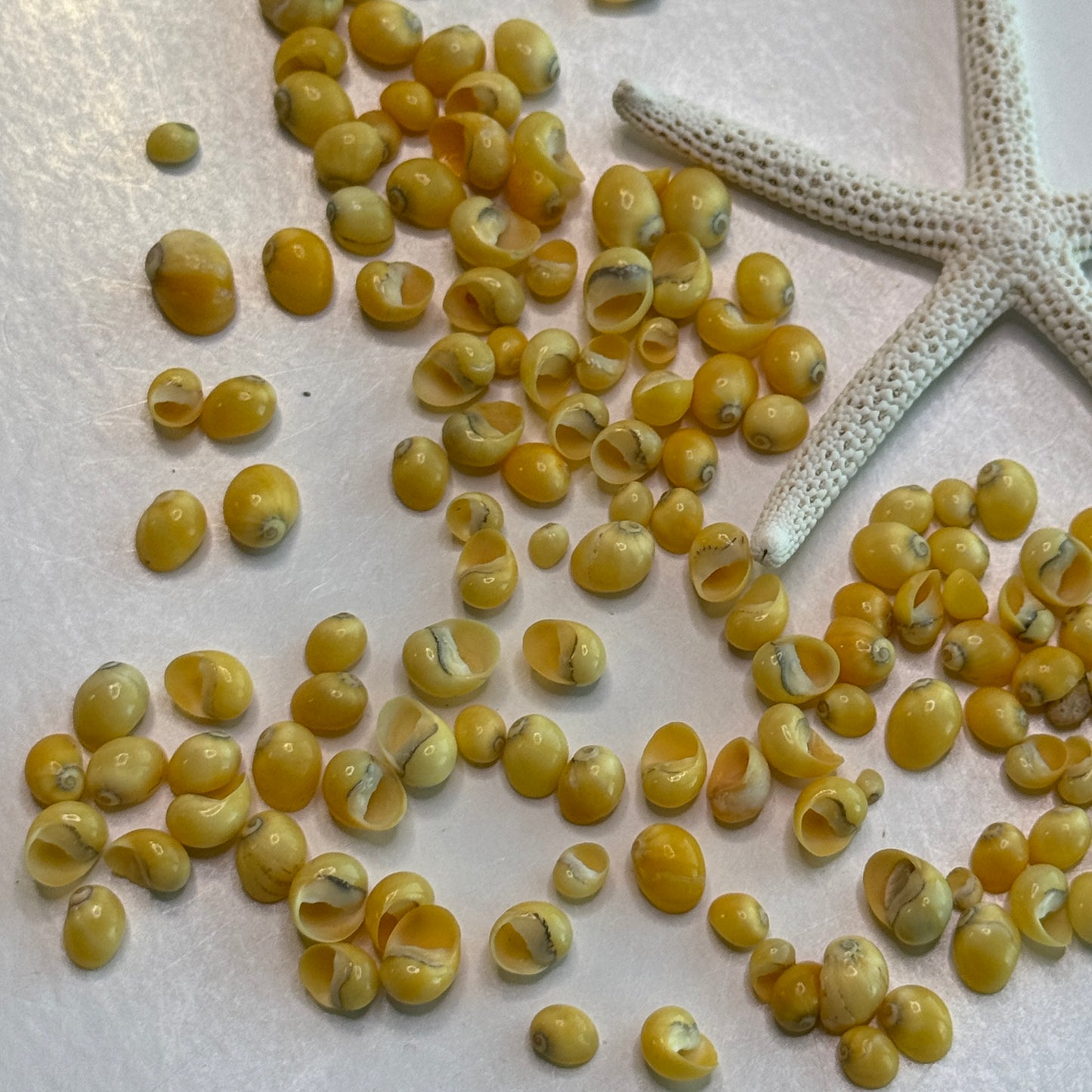 Smaradia Rangiana, yellow nerite, tiny vibrant shells for fine crafts, tiny Seashells,