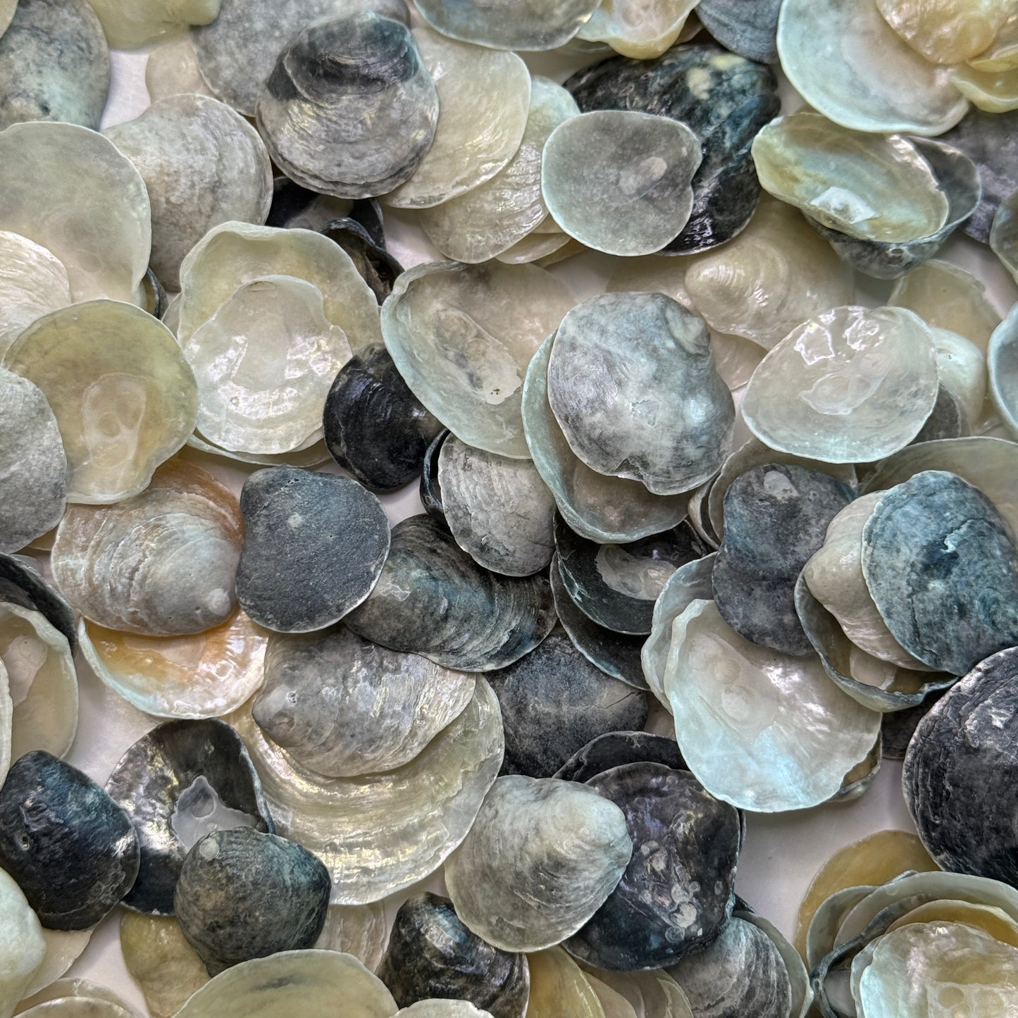 Black & Gray Jingles, Common Jingle Shells, translucent lightweight shells for crafting and more