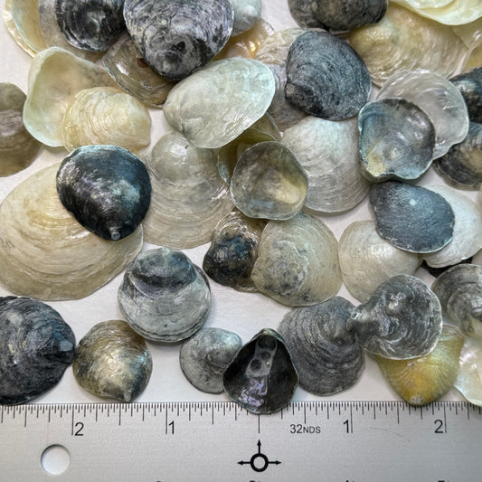 Black & Gray Jingles, Common Jingle Shells, translucent lightweight shells for crafting and more