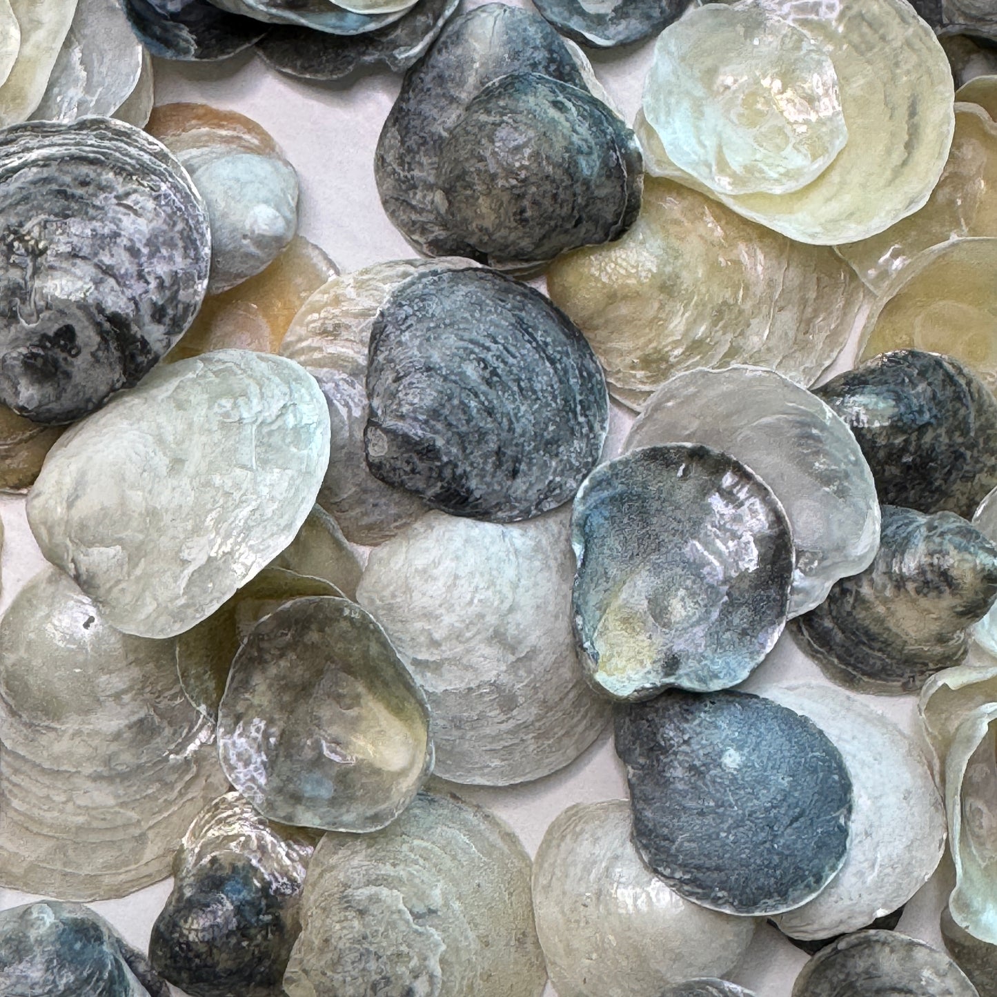 Black & Gray Jingles, Common Jingle Shells, translucent lightweight shells for crafting and more