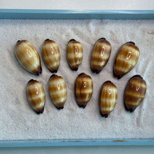 Mole Cowries, chocolate banded cowrie, cowrie shells, shells for collectors, home decor and crafts