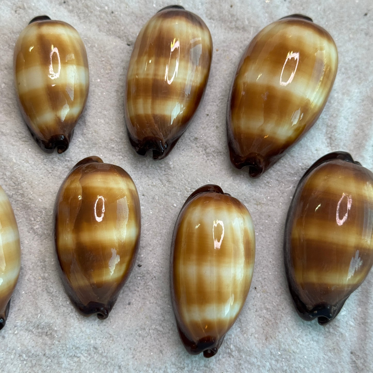 Mole Cowries, chocolate banded cowrie, cowrie shells, shells for collectors, home decor and crafts