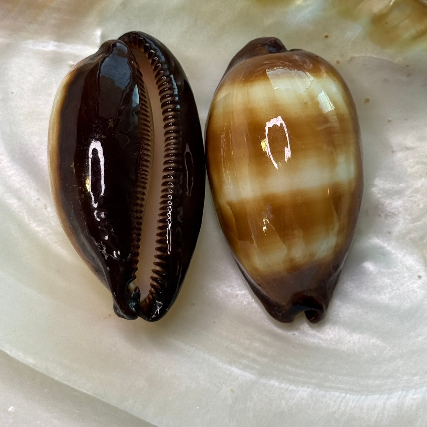 Mole Cowries, chocolate banded cowrie, cowrie shells, shells for collectors, home decor and crafts