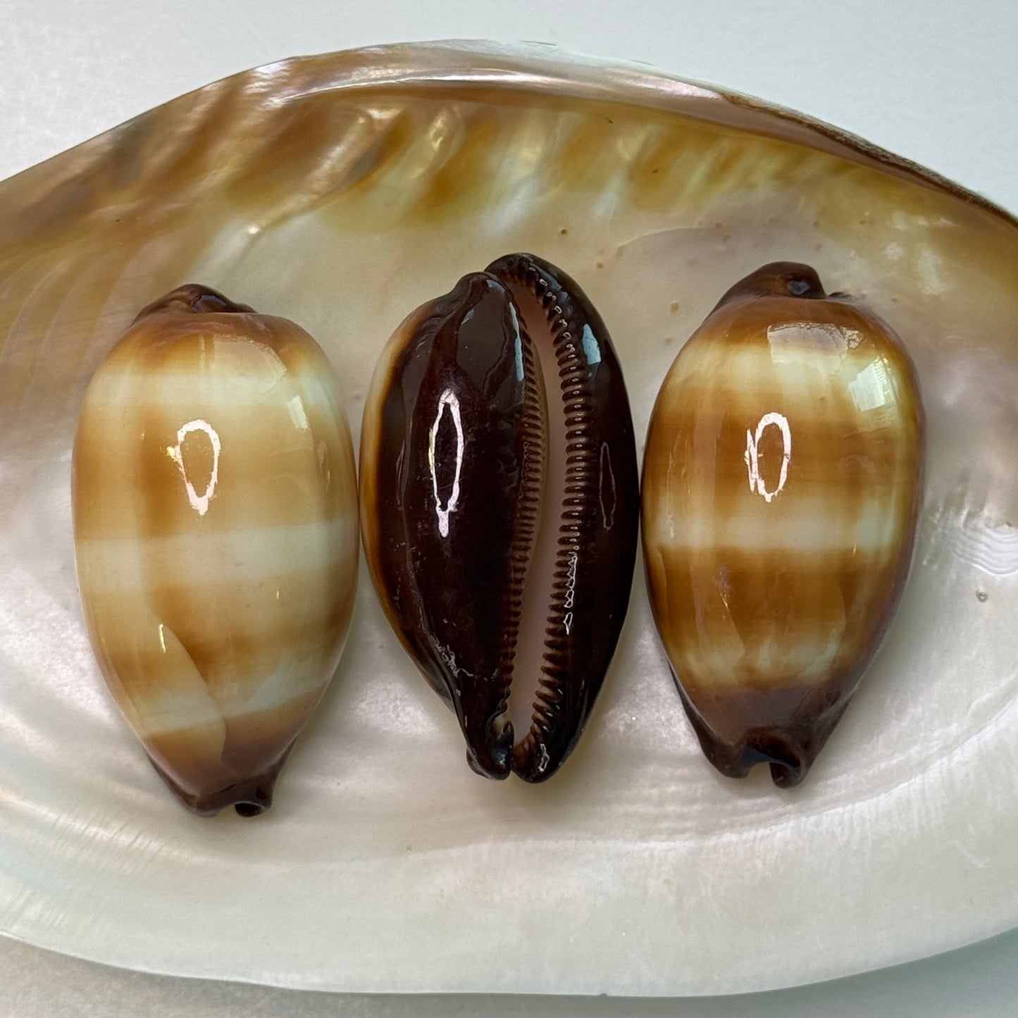 Mole Cowries, chocolate banded cowrie, cowrie shells, shells for collectors, home decor and crafts