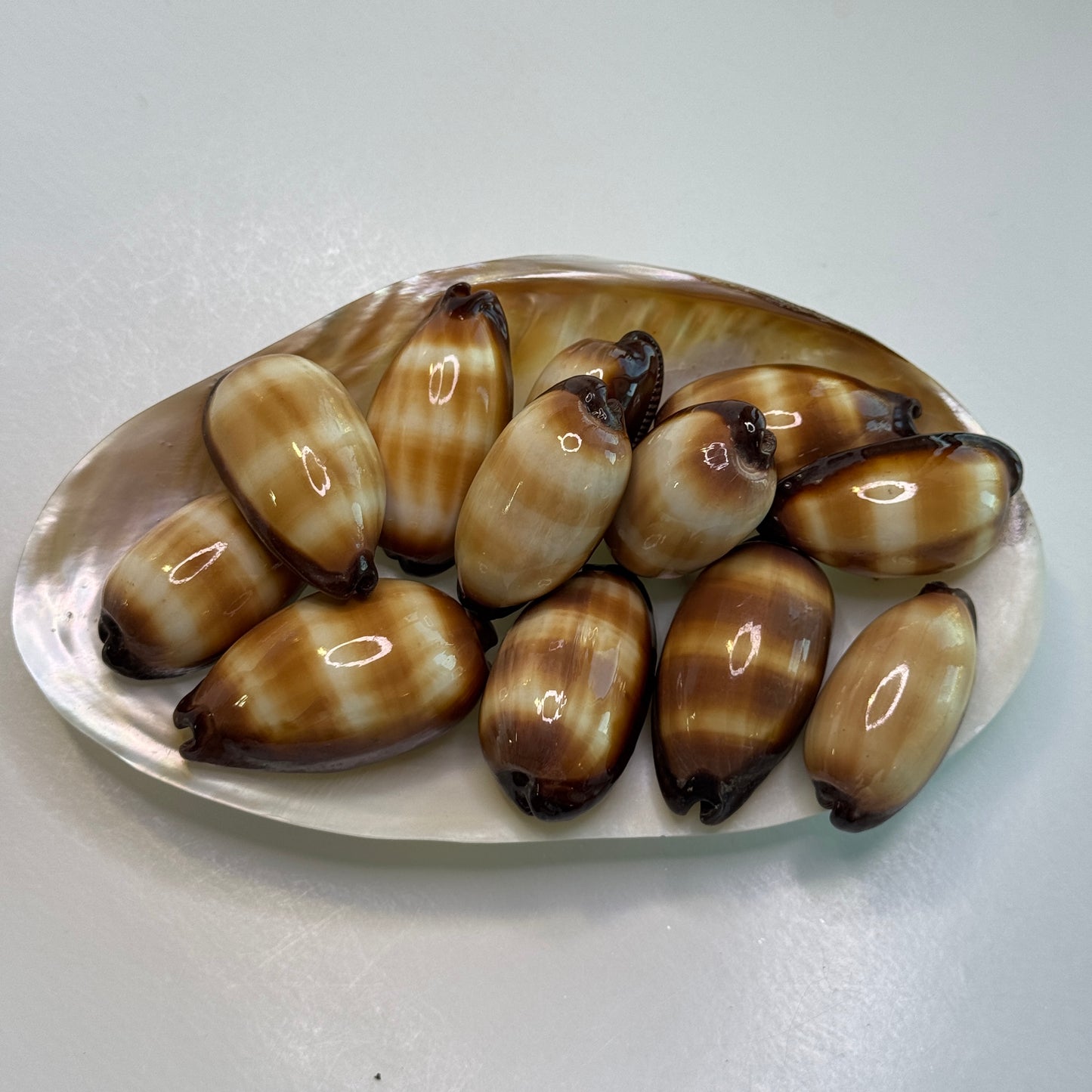 Mole Cowries, chocolate banded cowrie, cowrie shells, shells for collectors, home decor and crafts