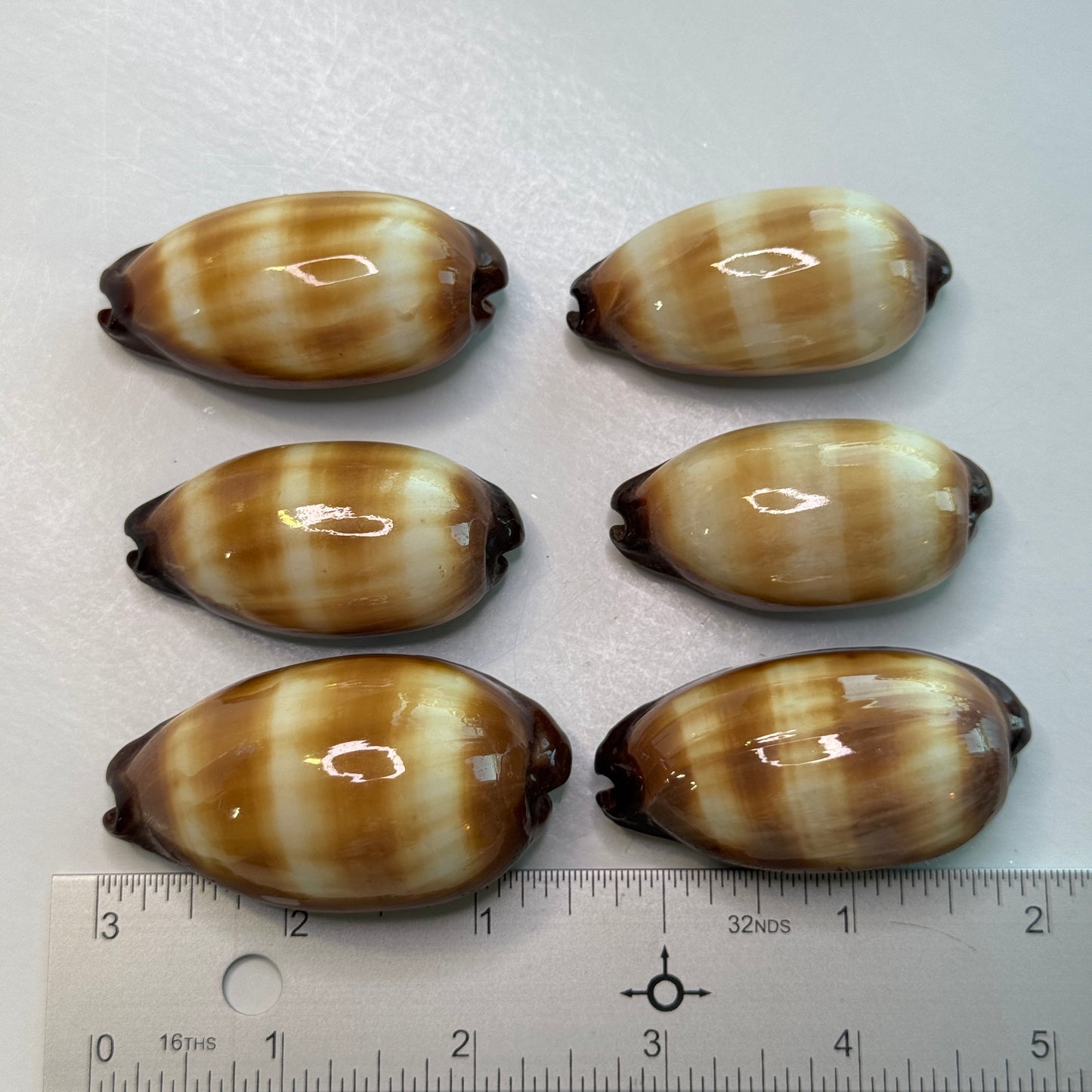 Mole Cowries, chocolate banded cowrie, cowrie shells, shells for collectors, home decor and crafts