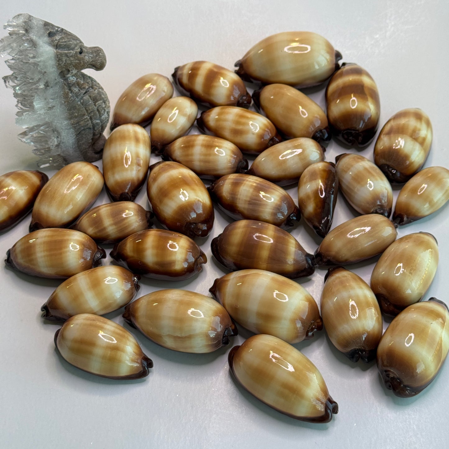 Mole Cowries, chocolate banded cowrie, cowrie shells, shells for collectors, home decor and crafts