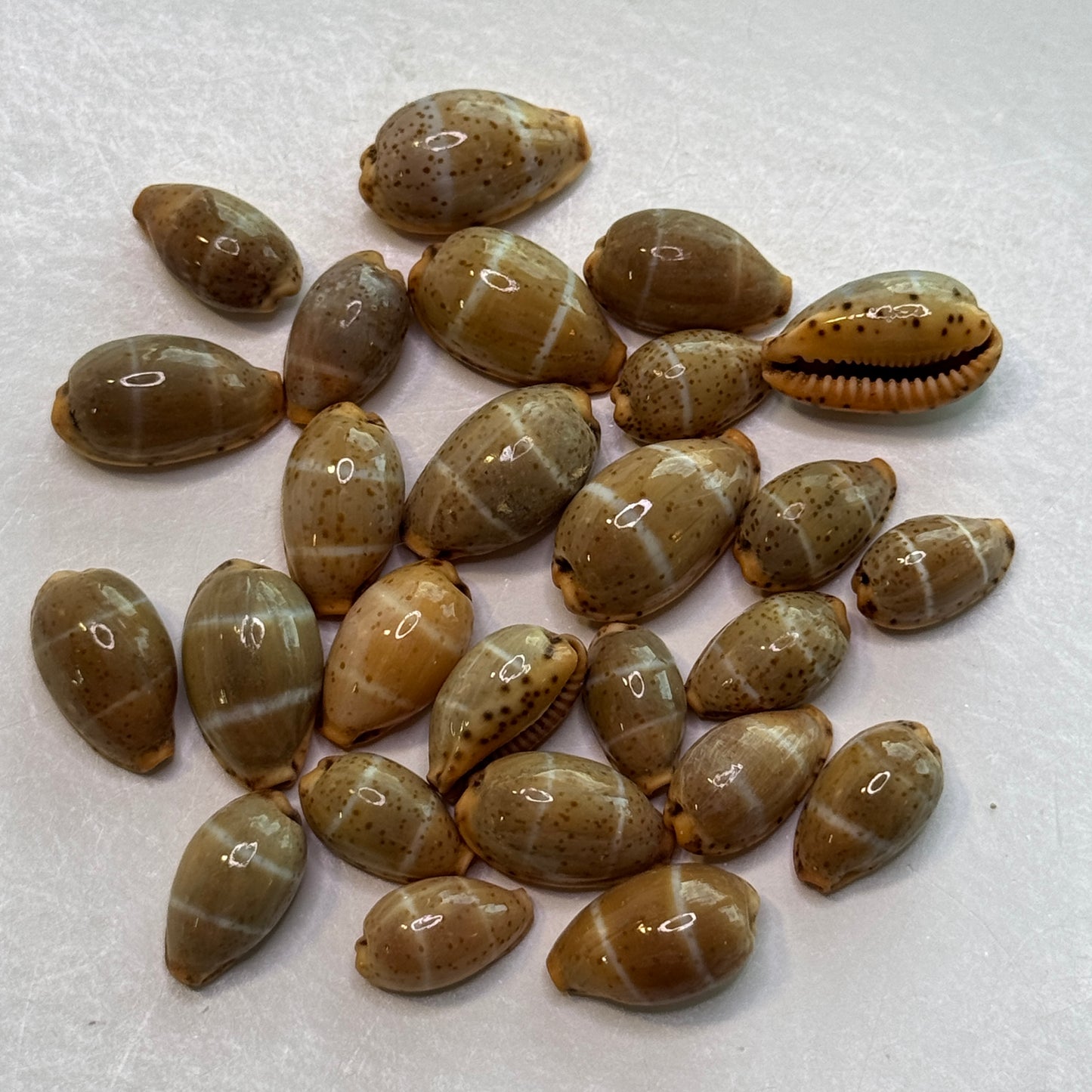 Lutea Cowries, Rare and small Cypraea Lutea cowrie shells, small attractive cowries for jewelry making, cowrie shell collectors