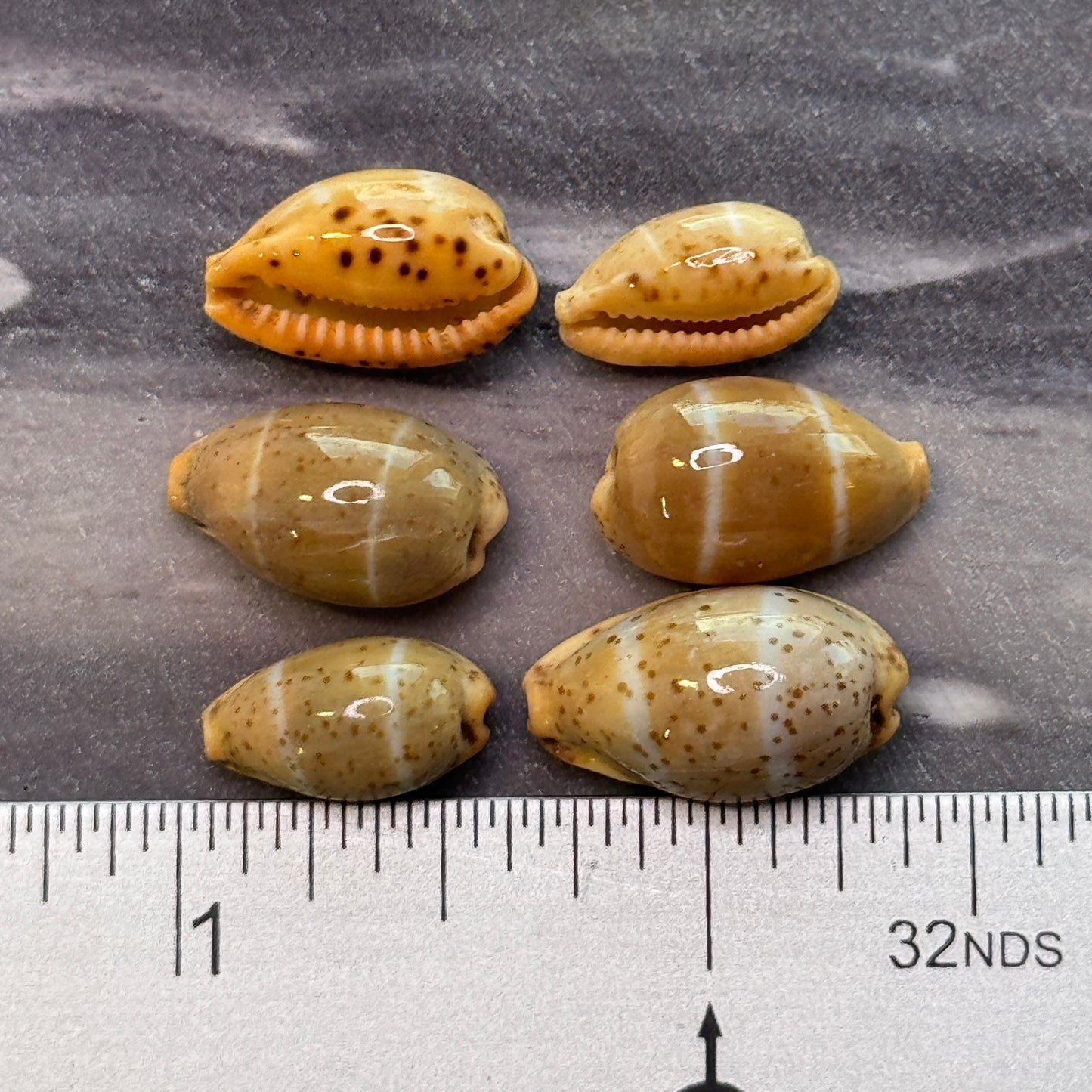 Lutea Cowries, Rare and small Cypraea Lutea cowrie shells, small attractive cowries for jewelry making, cowrie shell collectors