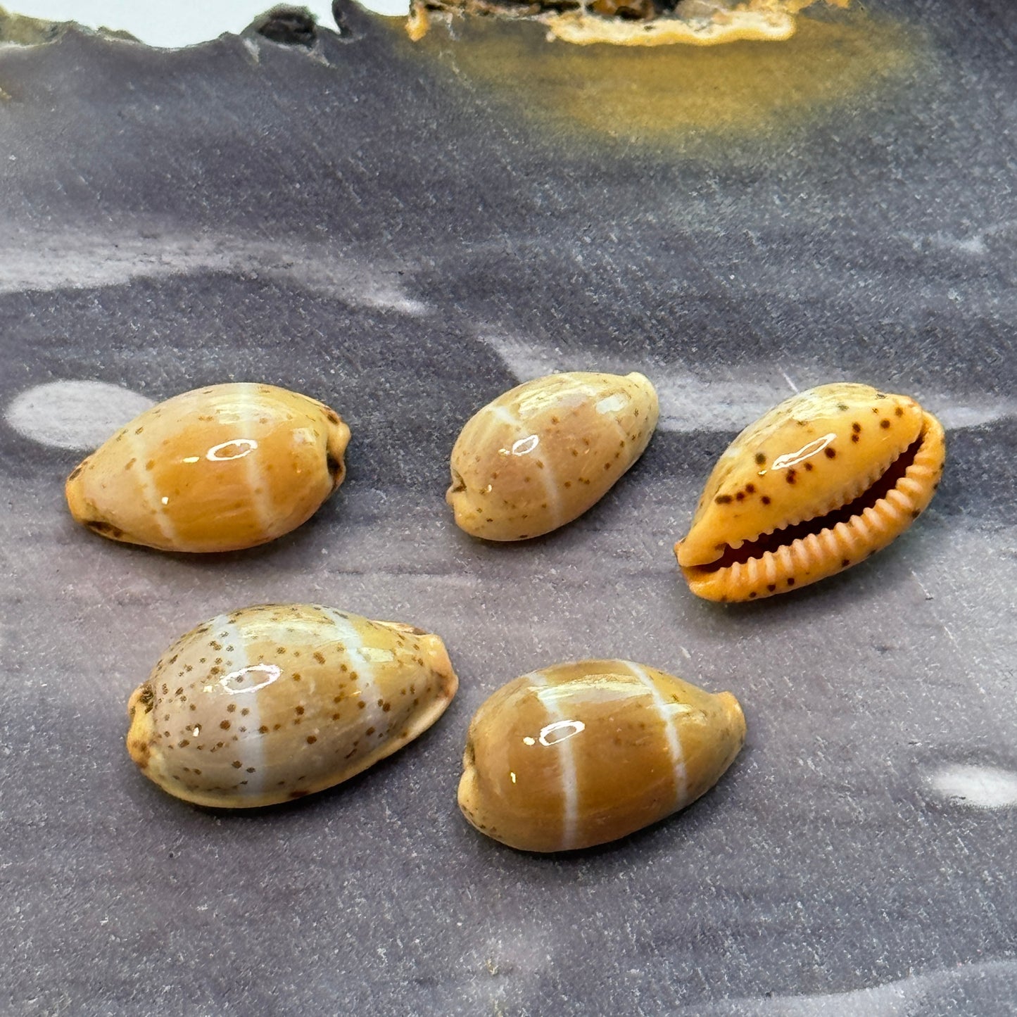 Lutea Cowries, Rare and small Cypraea Lutea cowrie shells, small attractive cowries for jewelry making, cowrie shell collectors