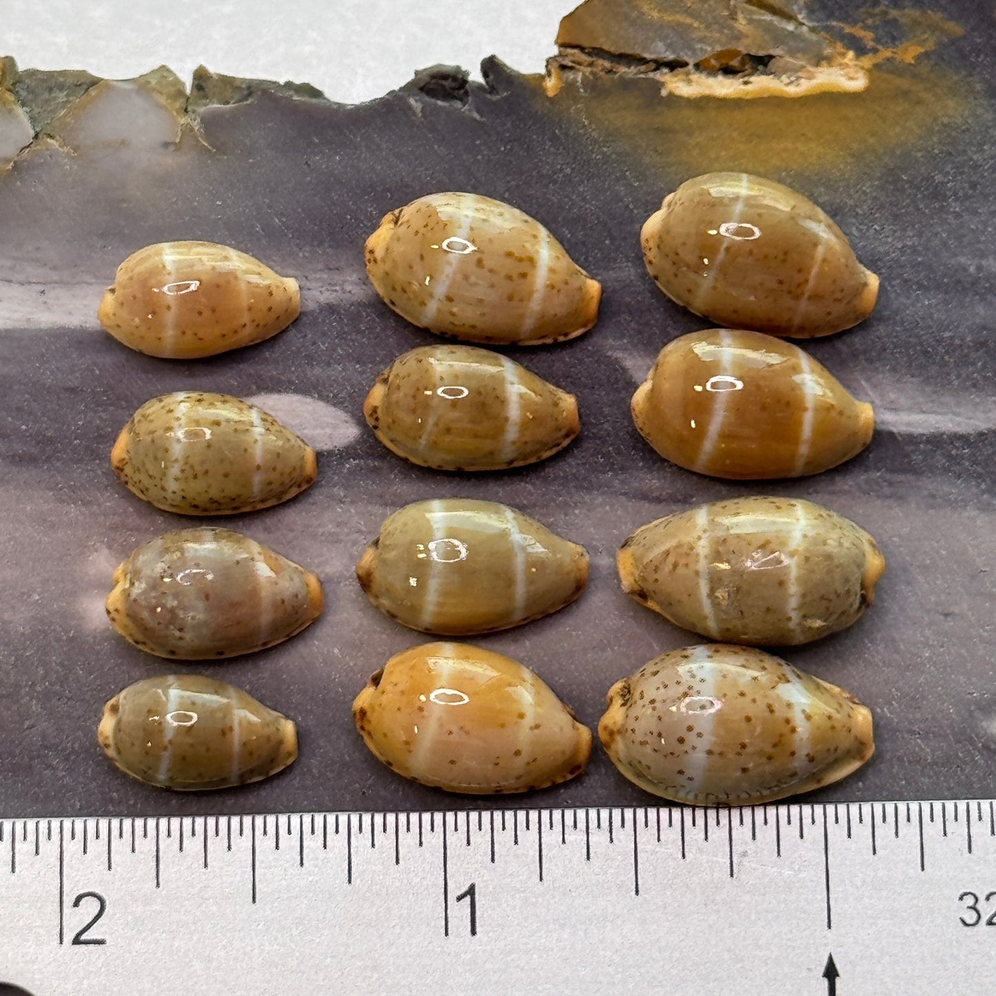 Lutea Cowries, Rare and small Cypraea Lutea cowrie shells, small attractive cowries for jewelry making, cowrie shell collectors