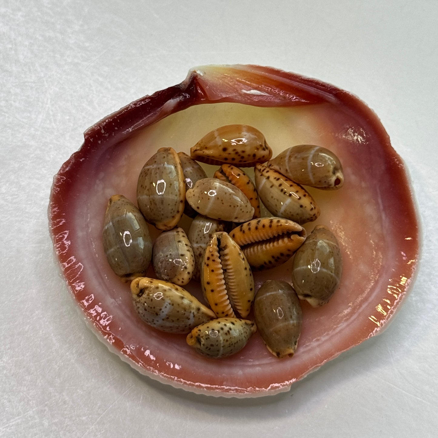 Lutea Cowries, Rare and small Cypraea Lutea cowrie shells, small attractive cowries for jewelry making, cowrie shell collectors