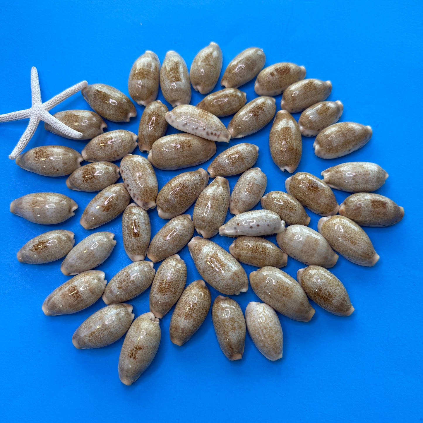 Erronea caurica cowrie seashells, thick-edged cowries, attractive large cowries, cowrie shells