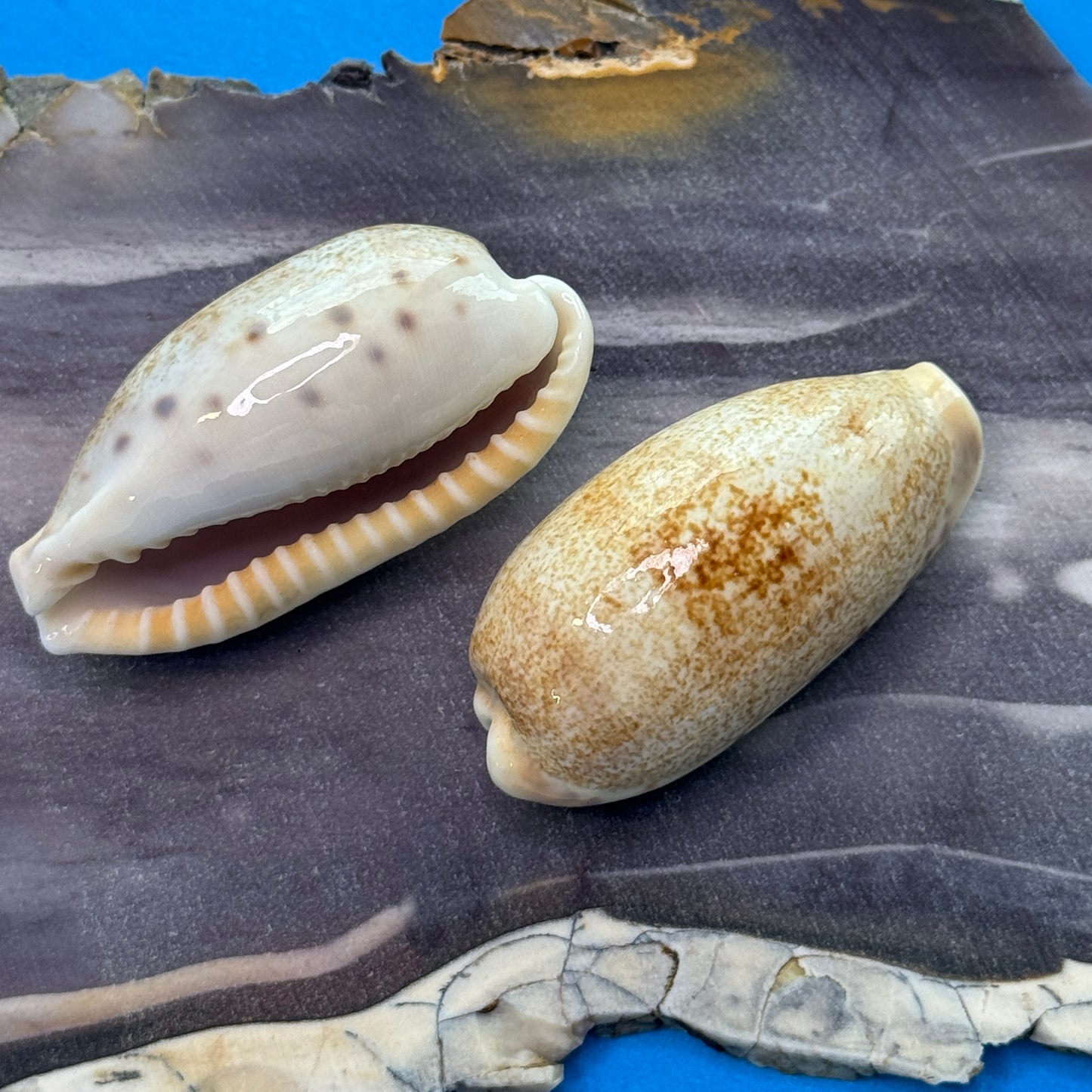 Erronea caurica cowrie seashells, thick-edged cowries, attractive large cowries, cowrie shells