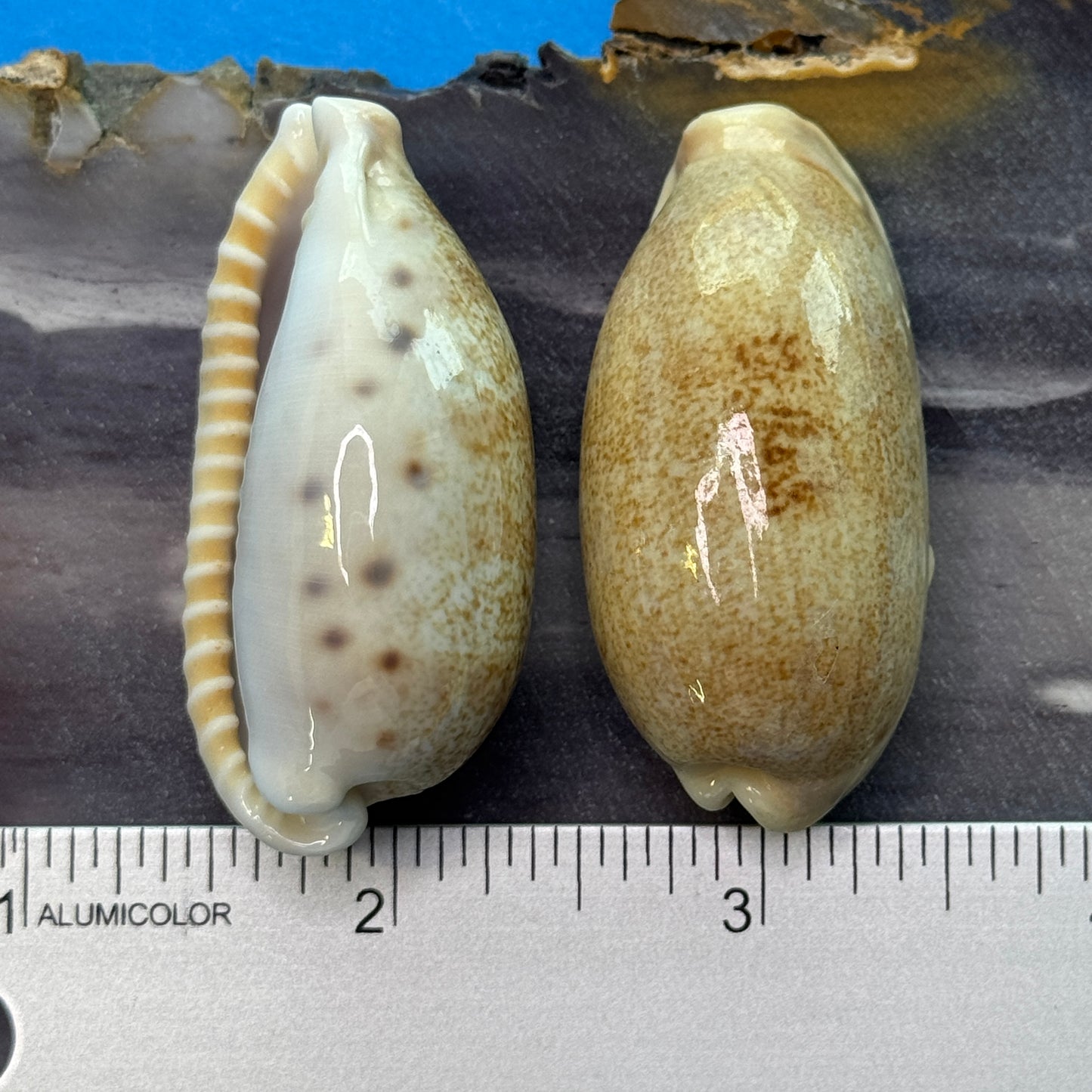 Erronea caurica cowrie seashells, thick-edged cowries, attractive large cowries, cowrie shells