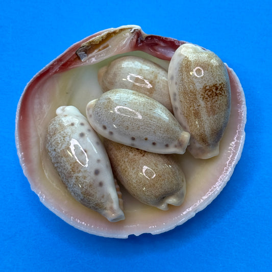 Erronea caurica cowrie seashells, thick-edged cowries, attractive large cowries, cowrie shells