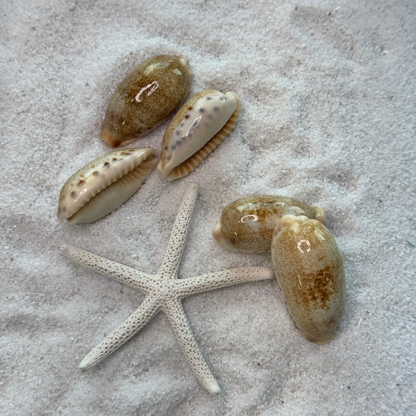 Erronea caurica cowrie seashells, thick-edged cowries, attractive large cowries, cowrie shells