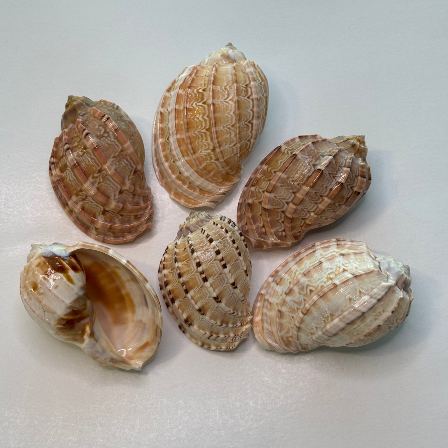 Harp Shell, lightweight harp seashell, perfect for decor, collecting, and crafting, pretty seashells