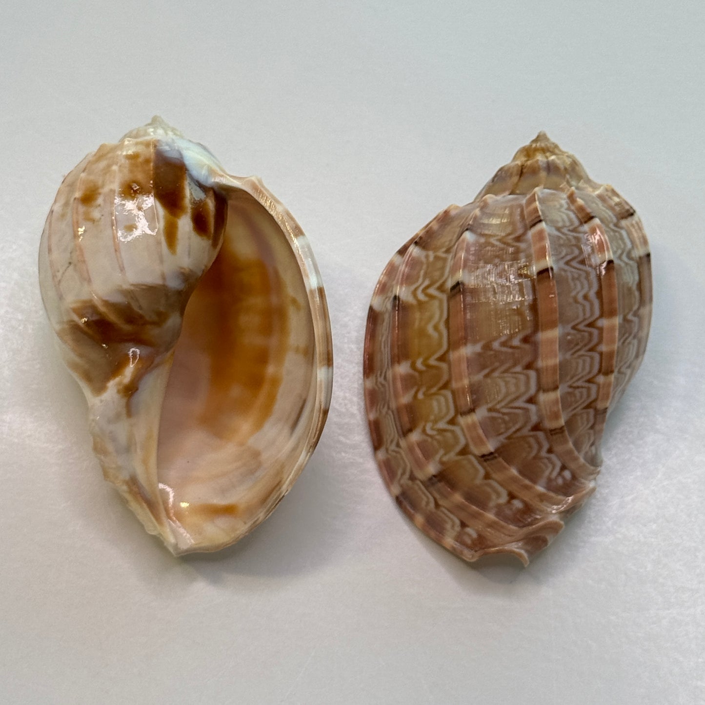 Harp Shell, lightweight harp seashell, perfect for decor, collecting, and crafting, pretty seashells