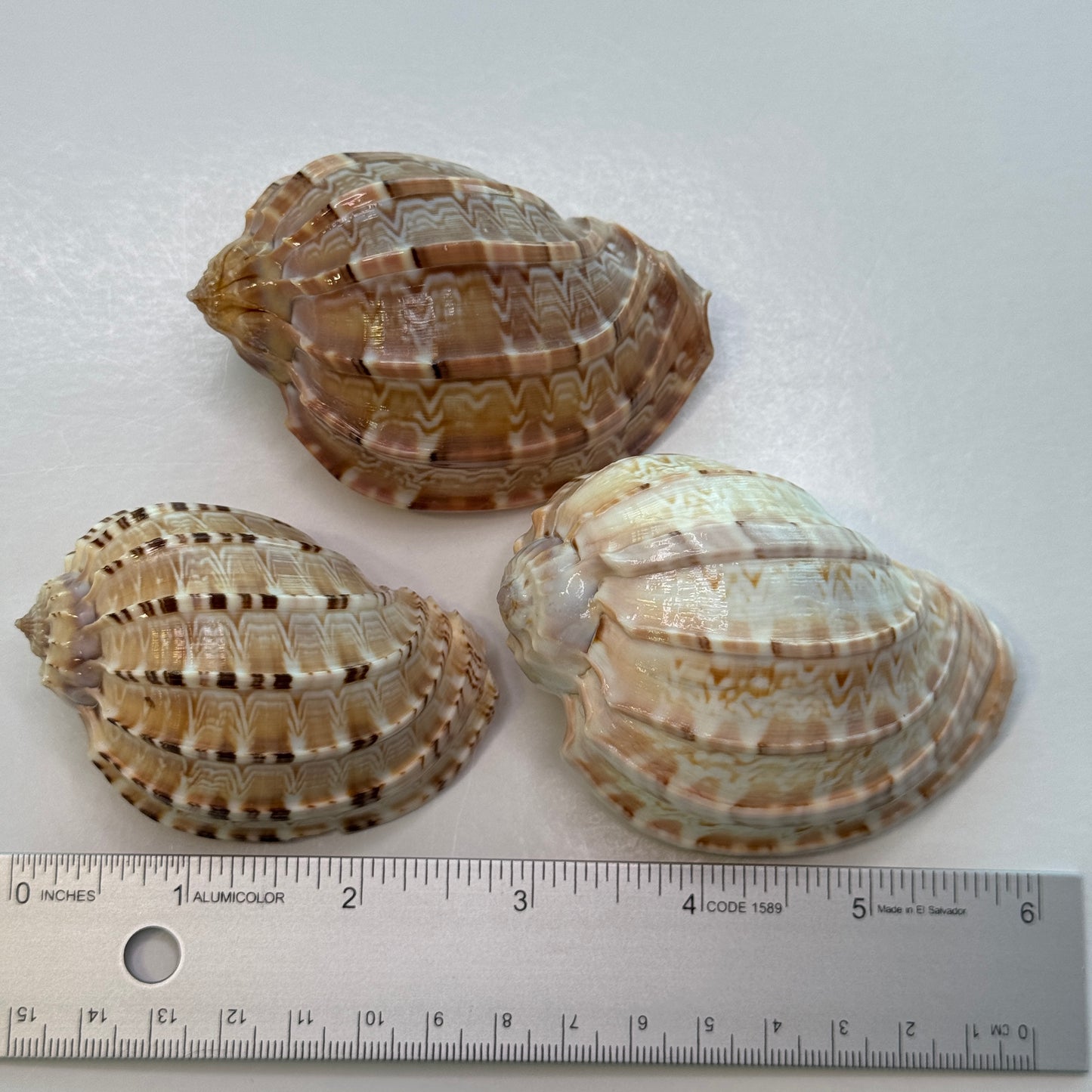 Harp Shell, lightweight harp seashell, perfect for decor, collecting, and crafting, pretty seashells